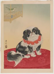 Chien Pékinois, c.1930